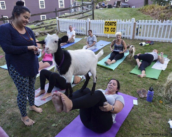 How Goat Yoga Sponsorship Can Help Your Business Grow 
