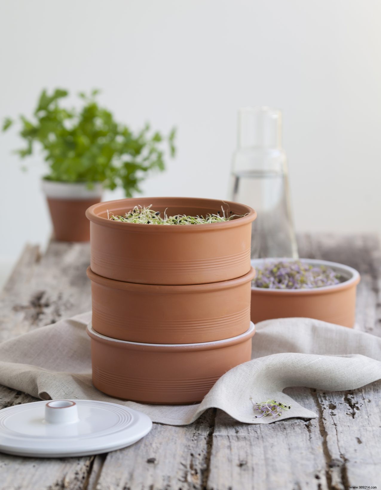 Seen in Santé:growing your own sprouts 