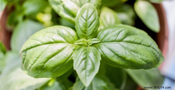 Can you freeze fresh herbs? 