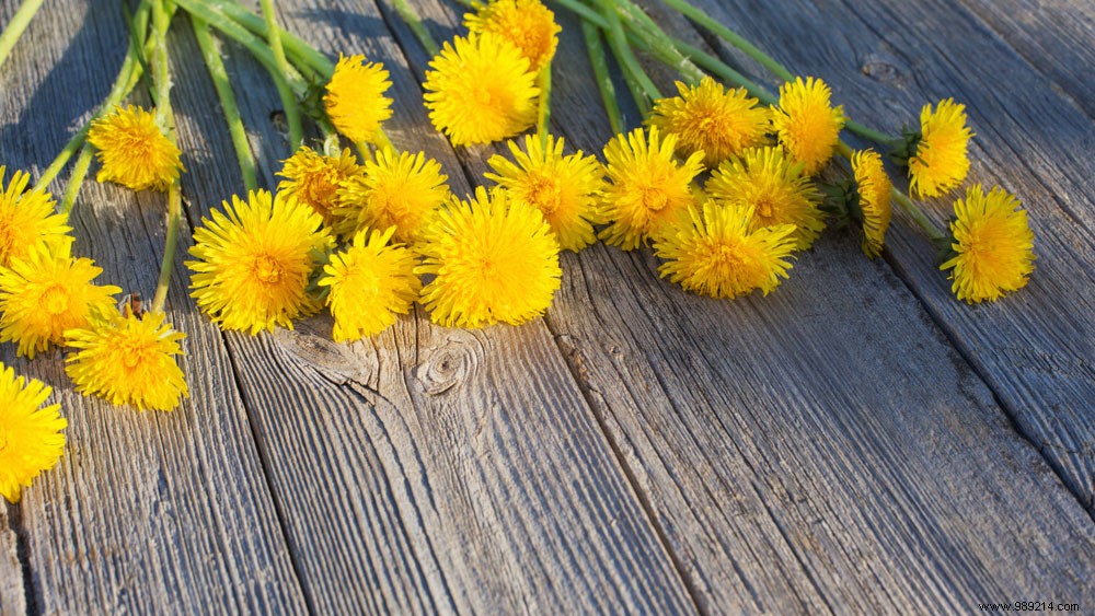 Can you eat dandelions? 