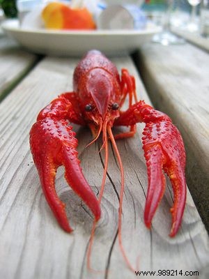 Lobster season has started 
