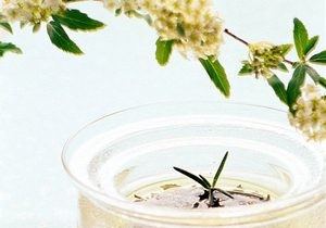 Green tea protects genetic information 