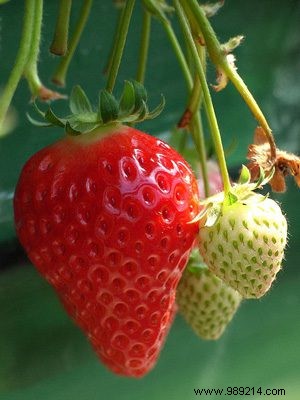 Strawberries reduce stomach damage 