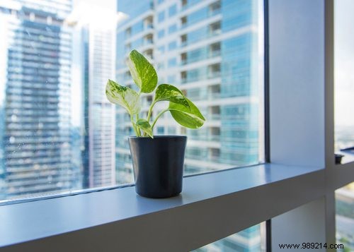 Put a plant on your desk 