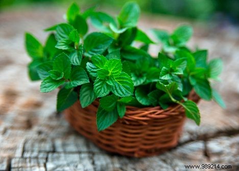 3 facts about mint 