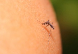 Zika Virus Explained: 5 Key Questions on Risks, Symptoms, and Prevention