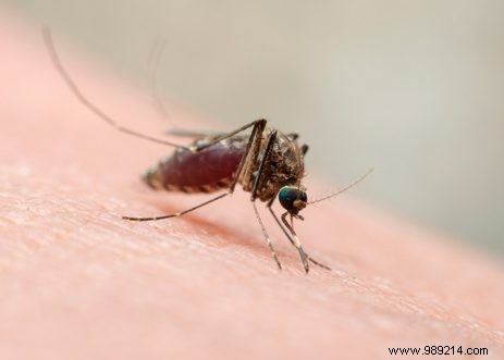 Advice on Zika virus tightened 
