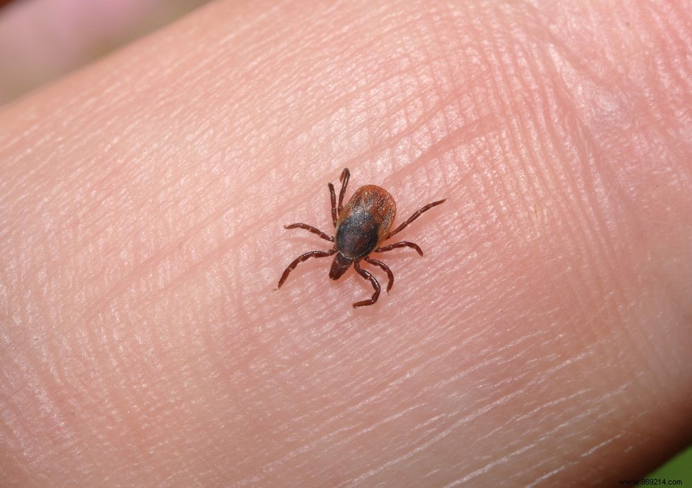 One in five tick bites is contracted in urban areas 