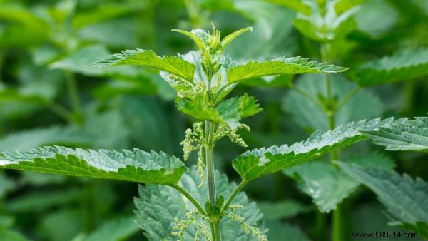 What to do against itching from a nettle sting? 