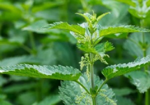 How to Relieve Itching from Nettle Stings: Proven Remedies