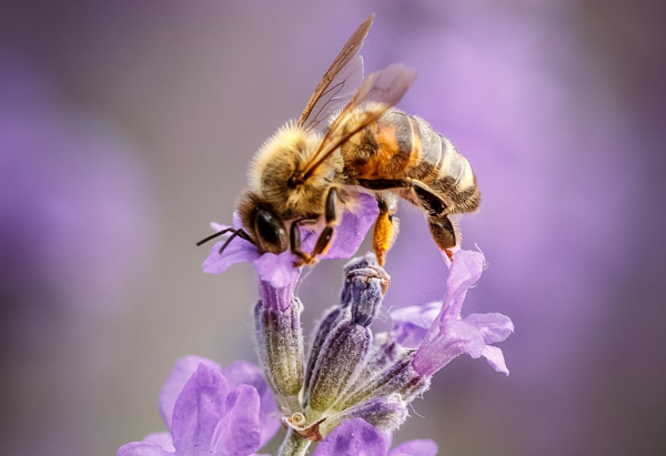These 5 tips ensure more bees in your garden 