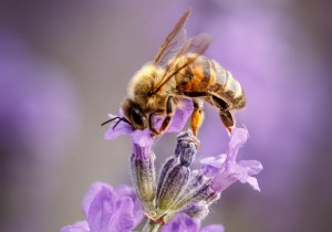 5 Proven Tips to Attract More Bees to Your Garden or Balcony