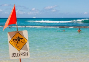 Does it help to pee over a jellyfish bite? 