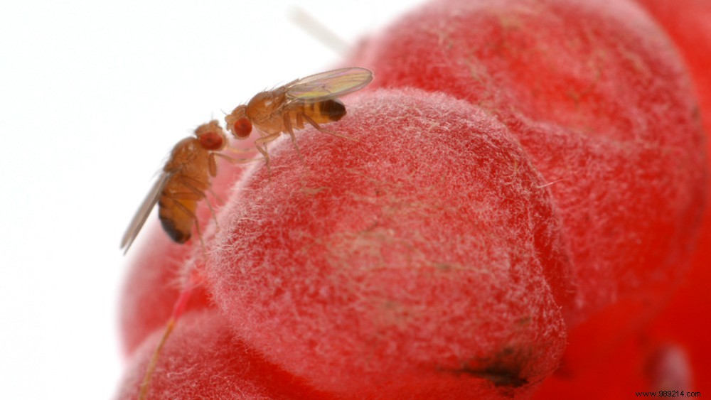 Tips against fruit flies 