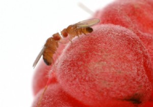 Tips against fruit flies 