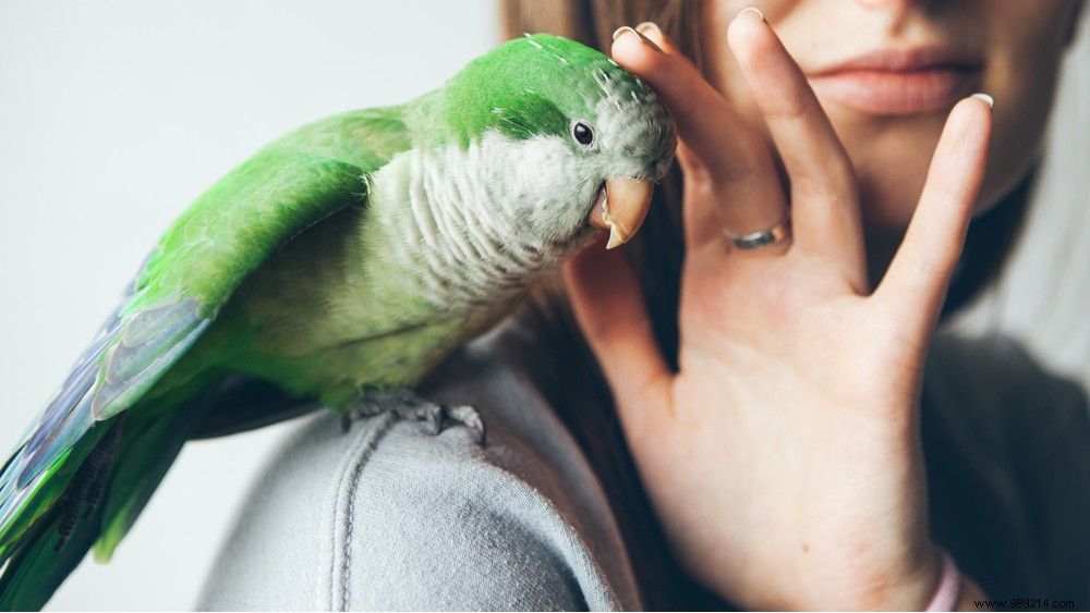 Look after! This is becoming more and more common:parrot disease 