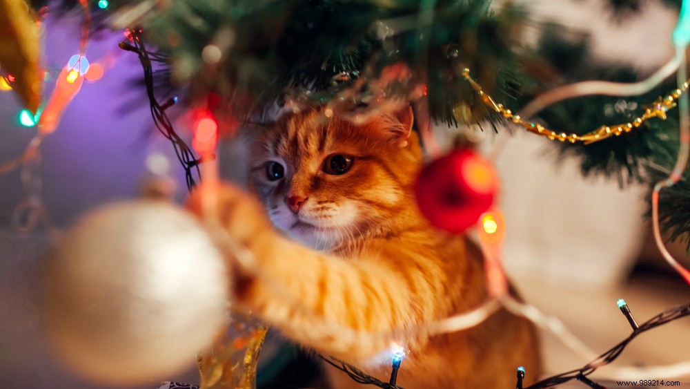 Pay attention! These Christmas plants can be dangerous for your pet. 