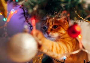 Holiday Hazards: Christmas Plants Toxic to Dogs and Cats