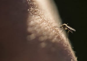 3 Effective First Aid Remedies for Insect Bites