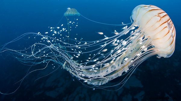 Day at the beach? This is what you need to know about jellyfish bites 