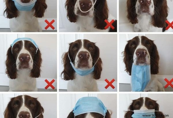 Funny:dog shows how to use a mouth cap 