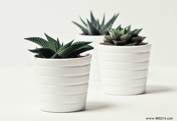 With houseplants you get that healthy vibe into your home 