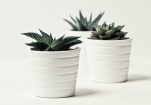 With houseplants you get that healthy vibe into your home 