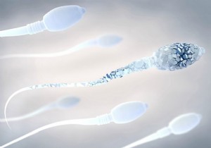 Oh dear:corona is not good for sperm 