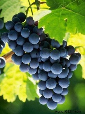Protect grapes from sun 