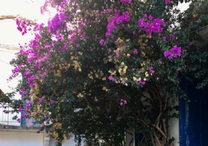 Unlock Longevity: Ikaria s Blue Zone Secrets from Greece s Island of Centenarians