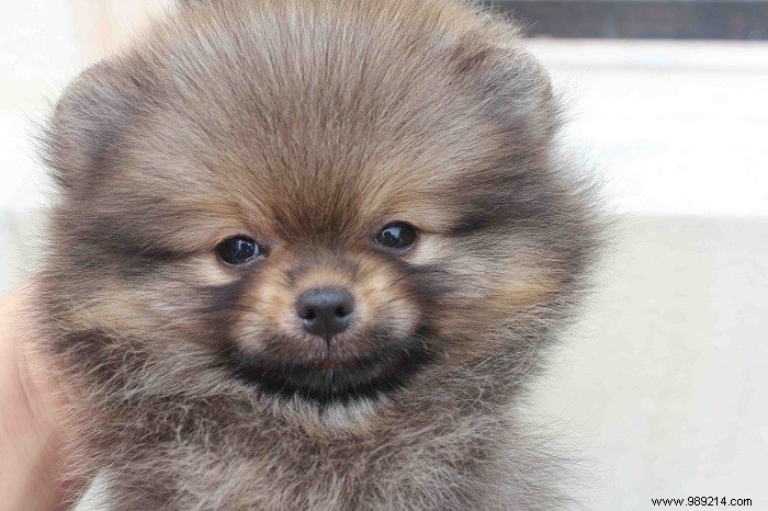 8 cute Pomeranian puppies 