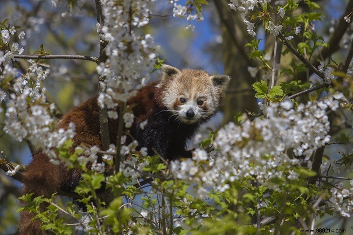 Here are the pictures of the Red Pandas of the GaiaZOO 