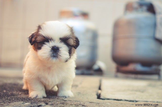Eye Candy:10 x Cute Puppies 