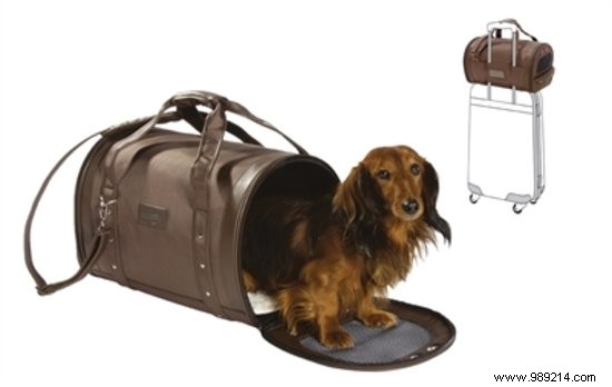 7 useful things for the holiday with your dog 