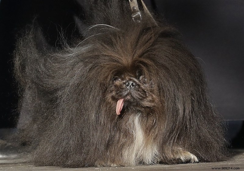 Meet Scamp the Tramp:the ugliest dog in the world! 