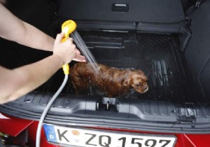 Cute:Mobile dog wellness in honor of International Dog Day 
