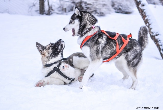 These dogs are making the most of the winter season! 