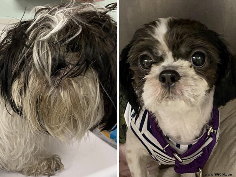 The top 10 shelter dog makeovers of 2020 
