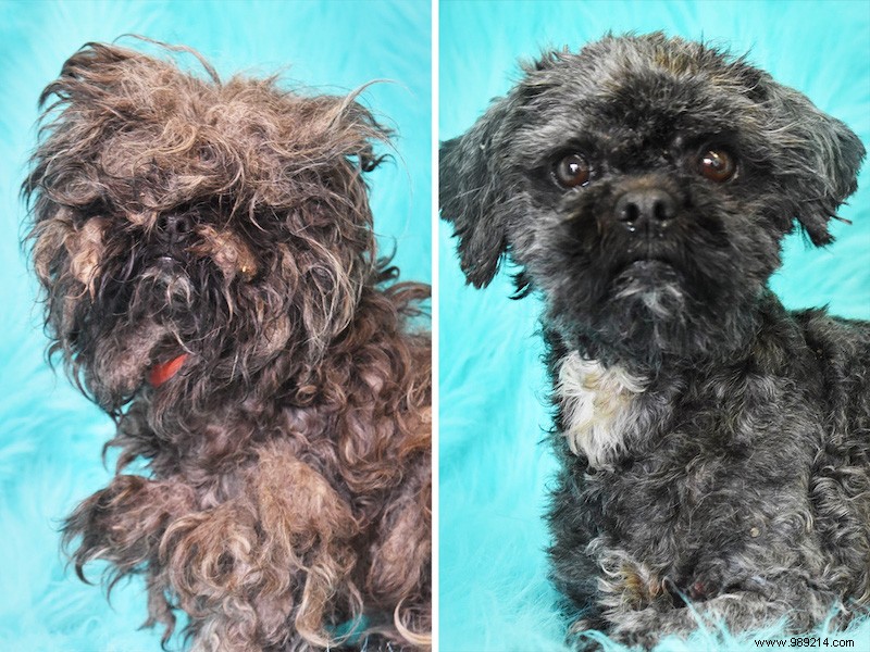 The top 10 shelter dog makeovers of 2020 