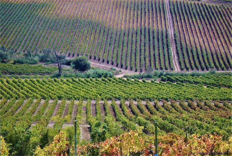 A taste of a journey through Portugal s wine regions 