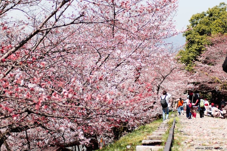 cherry blossom; A Guide to Japan s Most Beloved Flower 