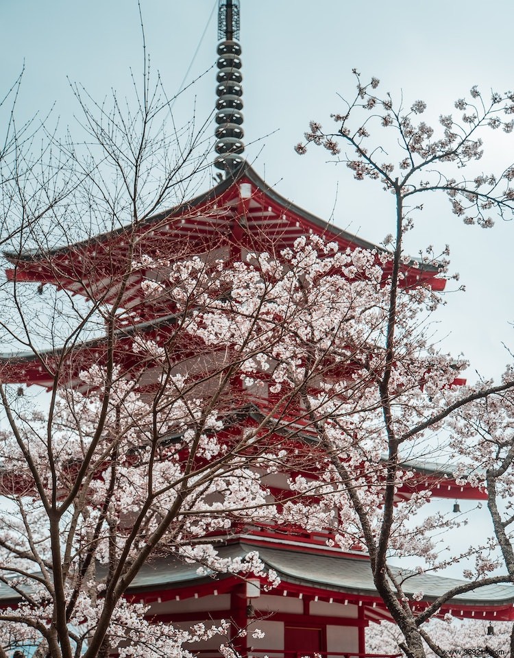 cherry blossom; A Guide to Japan s Most Beloved Flower 