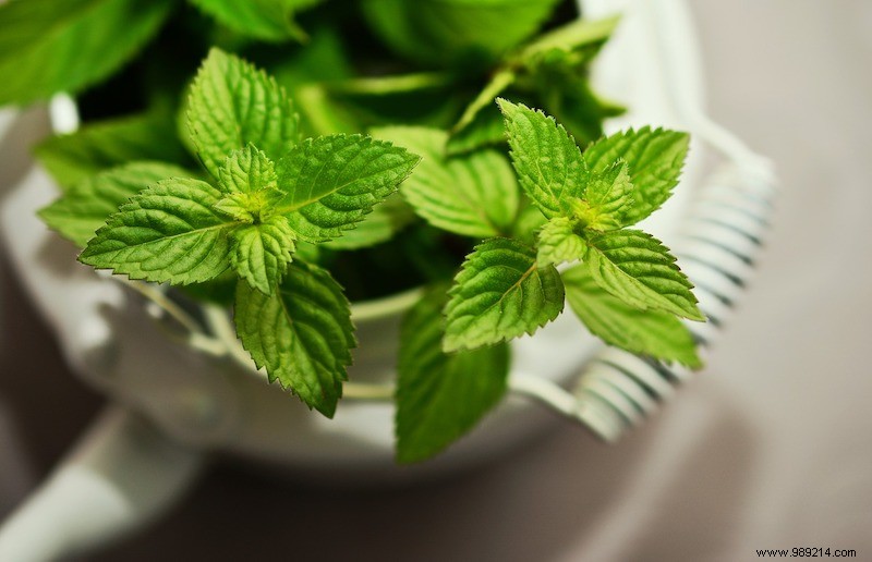 6 aromatic herbs to grow indoors 