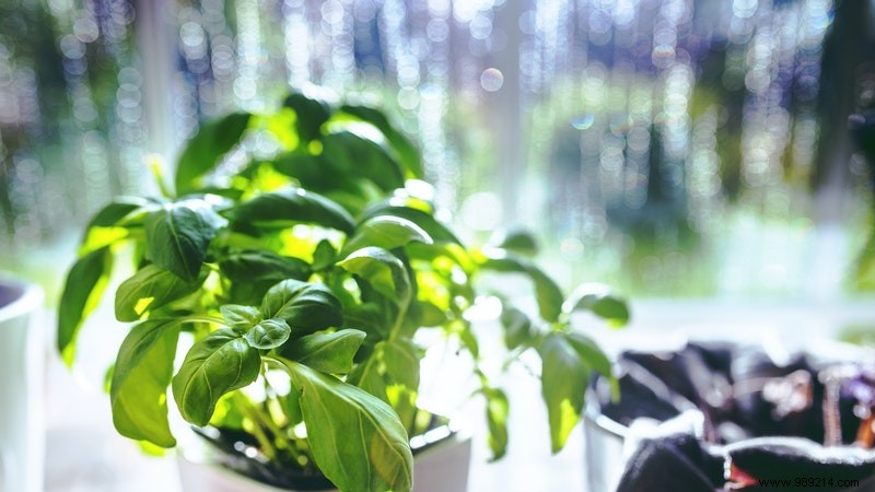 6 aromatic herbs to grow indoors 