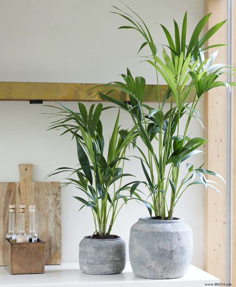 The Kentia Palm and 6 other easy houseplants 