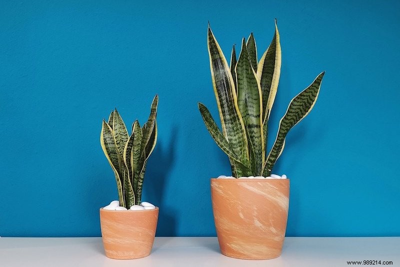 The Kentia Palm and 6 other easy houseplants 