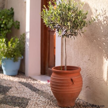 This is how you create a Mediterranean garden 