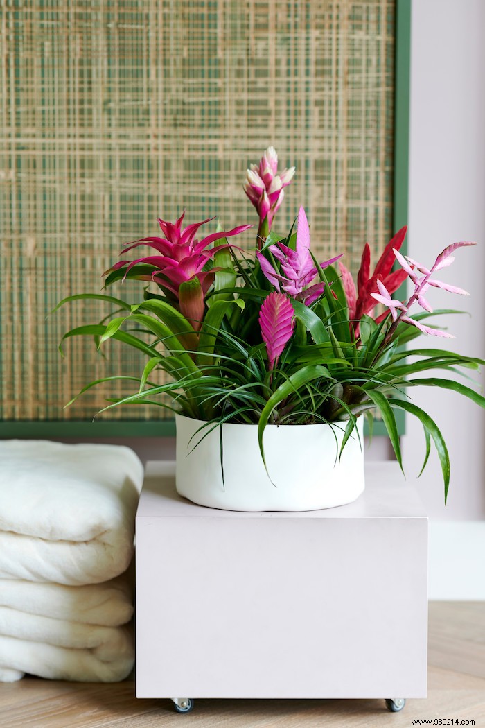 Bromeliad:houseplant with tropical vibes 