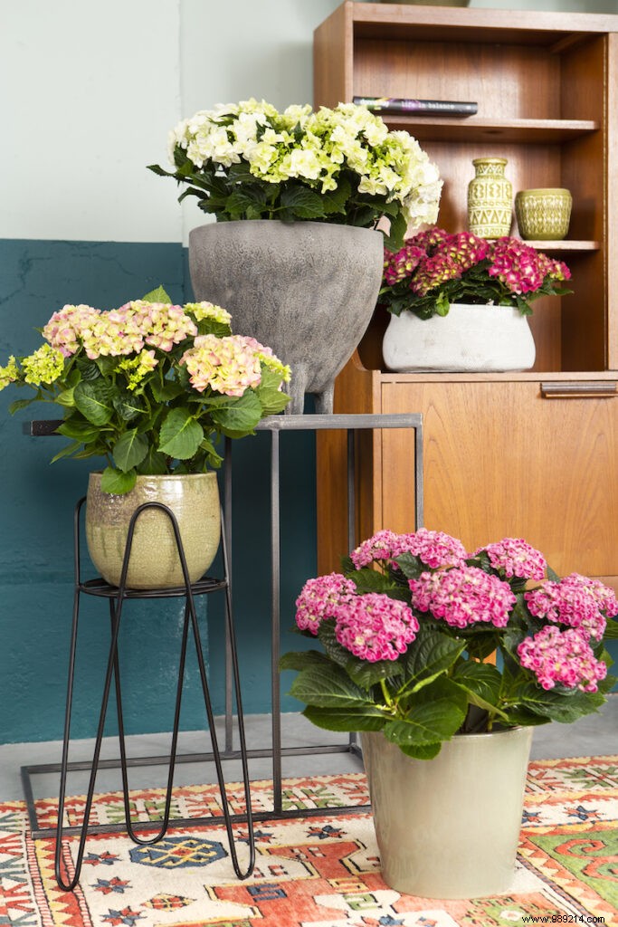 Hydrangea everywhere in the house:Color in the interior 