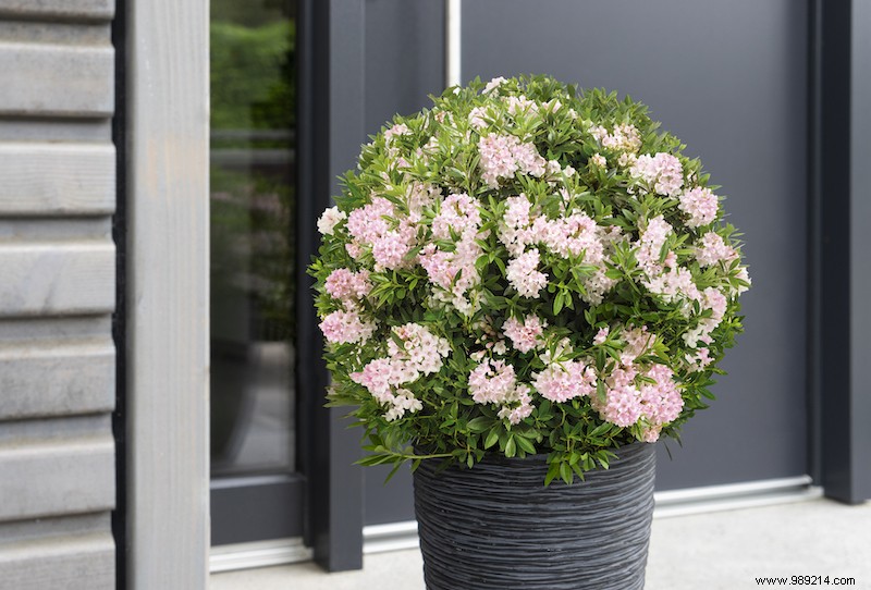 Boxwood alternative with nectar-rich flowers:Pink boxwood 